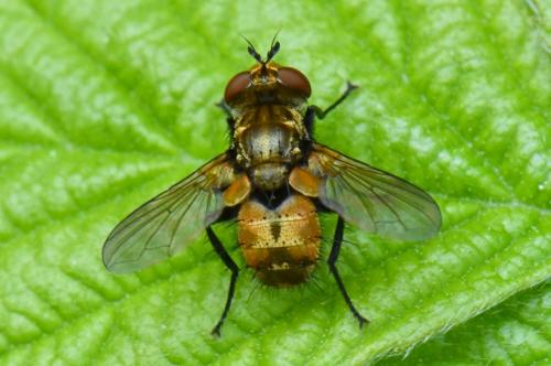 Eliozeta pellucens